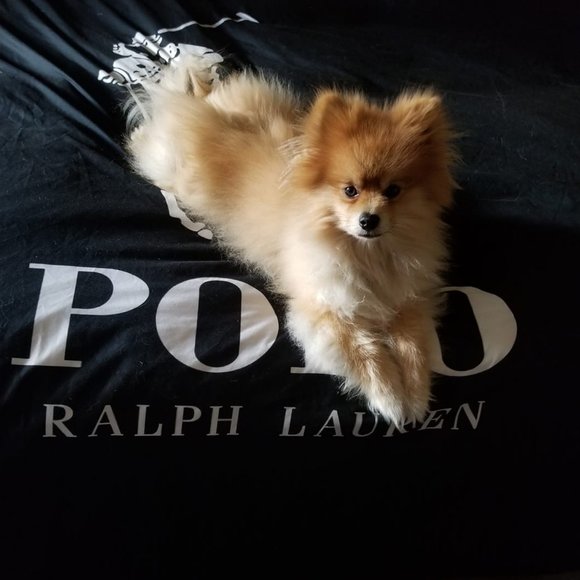 Meet your Posher, Leslie s - Picture 3 of 4